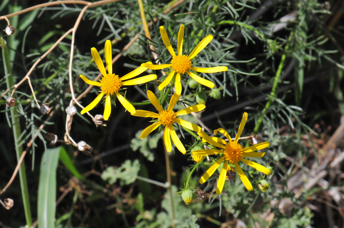 Threadleaf Ragwort has yellow; showy, ray flowers usually 8 florets; slender yellow, disk flowers yellow or orange-yellow, numerous; clusters with few to many heads on branch tips; flower heads weakly campanulate, fruit a cypsela. Senecio flaccidus var. flaccidus
